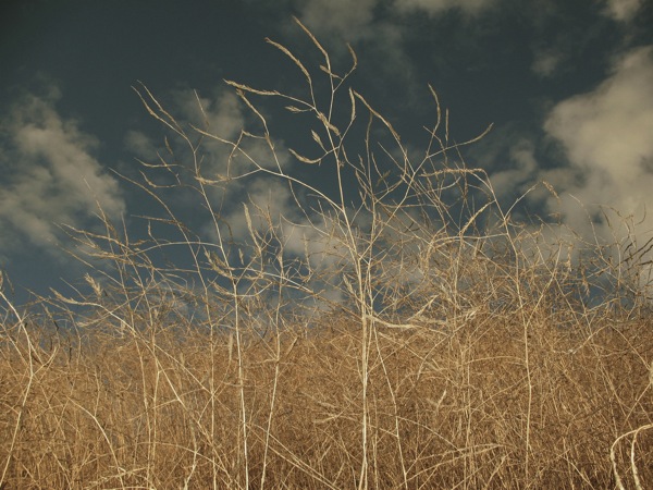 untitled, flash + grasses