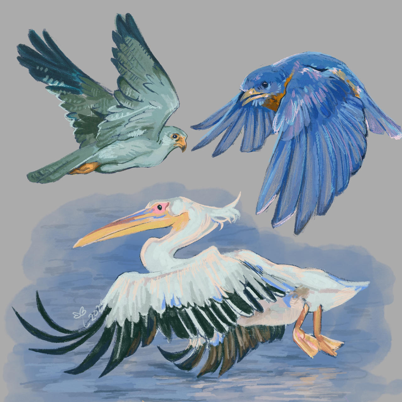 Bird Study