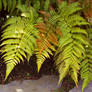 Ferns in the Garden