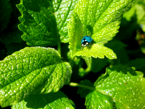 Turquoise ladybug