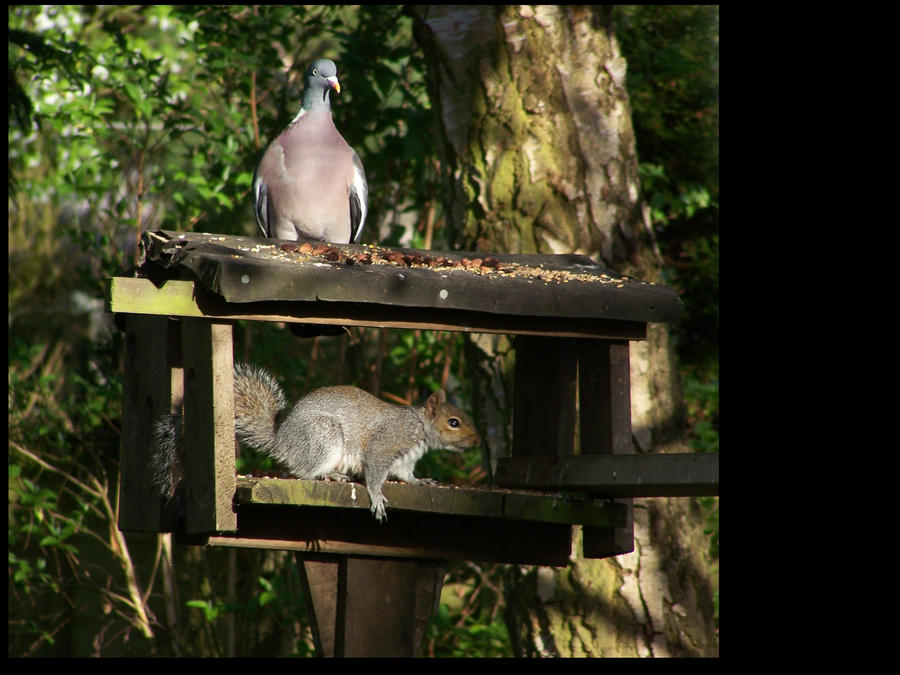 Wood pigeon and squirell