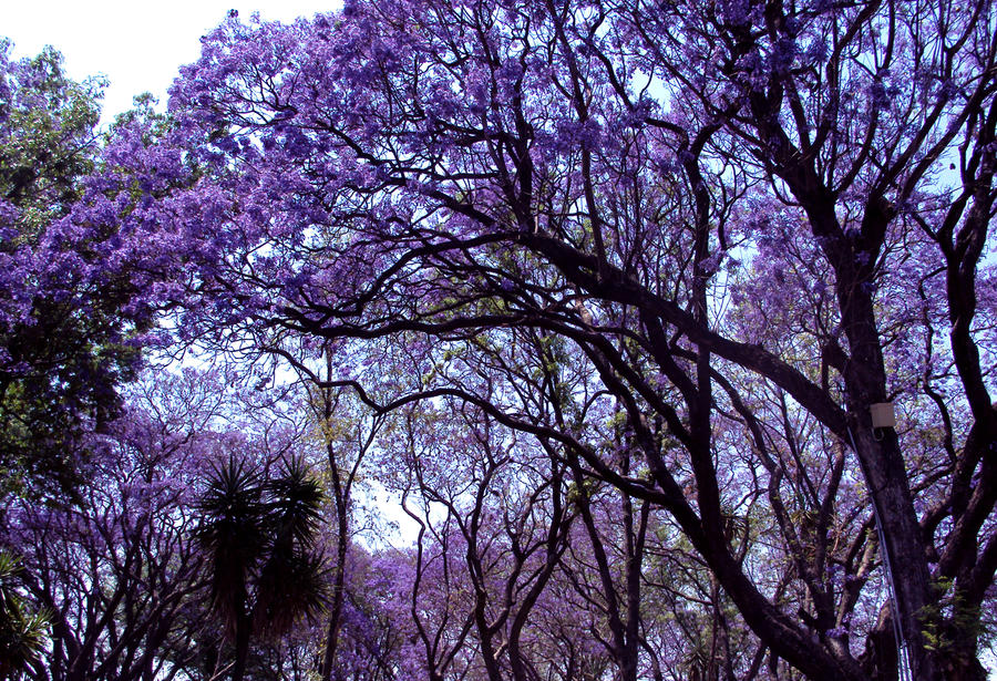 Purple Park