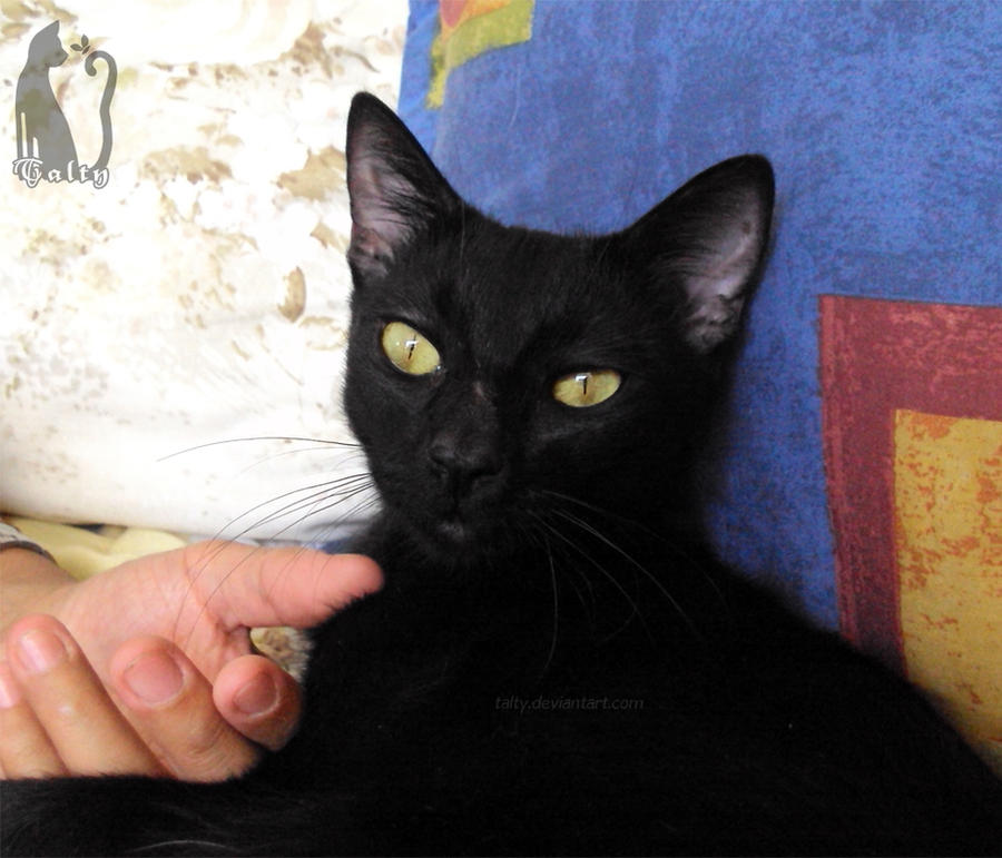 New cat: Meet Buba