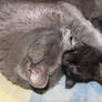 Misha and Freddie, cute kitties hugging