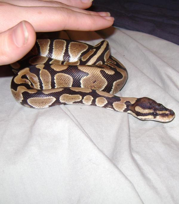 Hershey Python Hershey - Ball Python by Sorceress-Mileena on DeviantArt