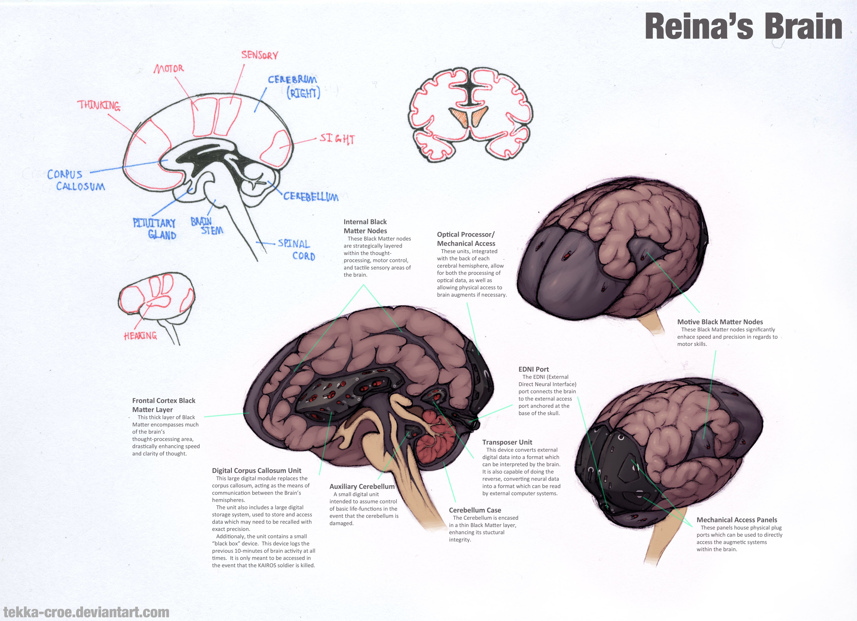 Reina's Brain