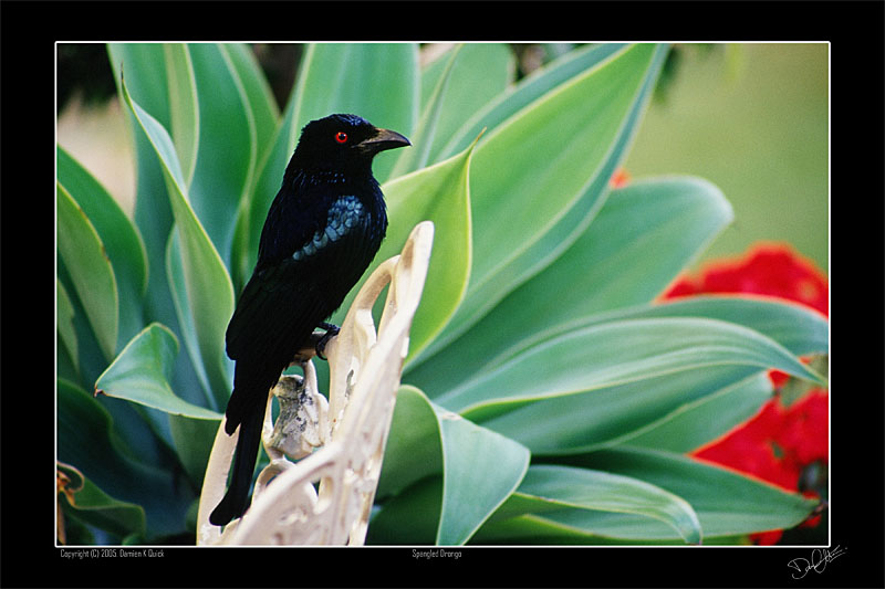 Spangled Drongo