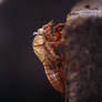 Cicada