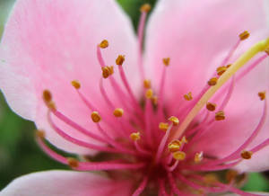 Cherry tree flower