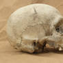 Human skull 08 jpeg