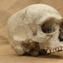 Human skull 10 jpeg