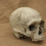 Human skull 12 jpeg