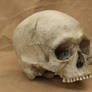 human skull 11 jpeg