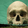Human Skull 48
