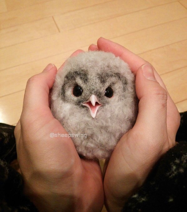 Baby owl 1