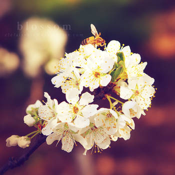 Blossom by ClefairyKid