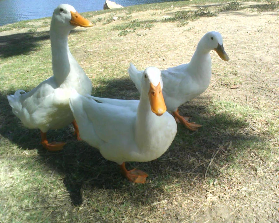 Stereotypical ducks