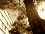 More Sepia Tone Trees by Ayame-Kenoshi