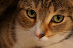 Oscar Close Up by Ayame-Kenoshi