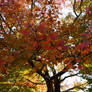 Fall Foliage