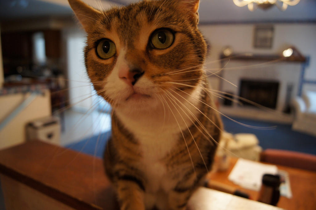 Fisheye Cat