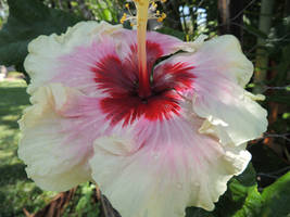 Hibiscus Mulberry Snow