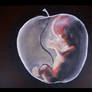 Apple fetus