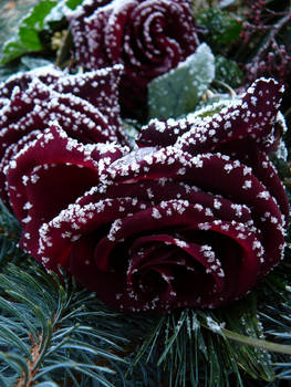 Iced roses