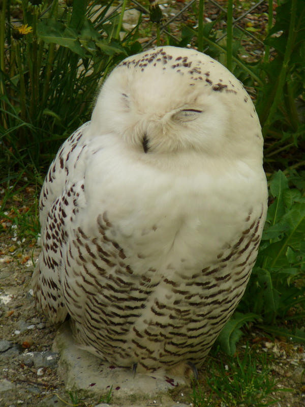Sleeping snowy owl