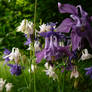 Wild aquilegia II