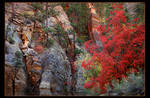 Fall colors in Zion by narmansk8