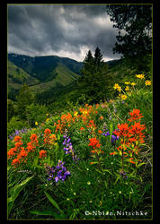 Hells Canyon Wildflowers