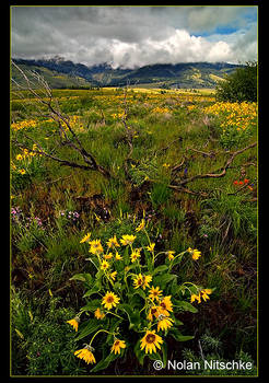 Idaho Wildflowers