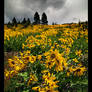 Idaho Arrowleaf Balsomroot