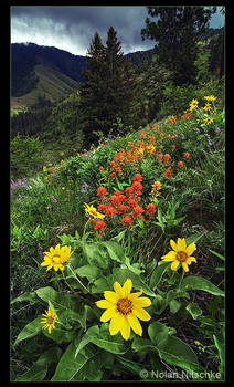 Hells Canyon Wild Flowers