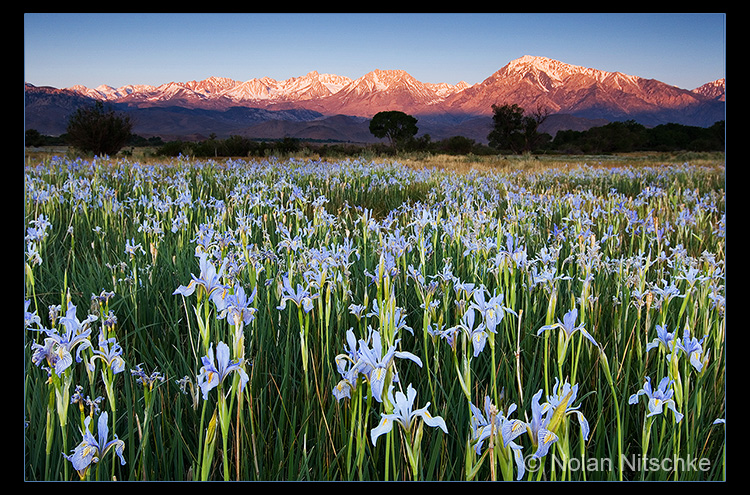 Wild Iris Sierra Sunrise