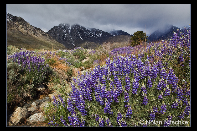 Eastern Sierra Lupine