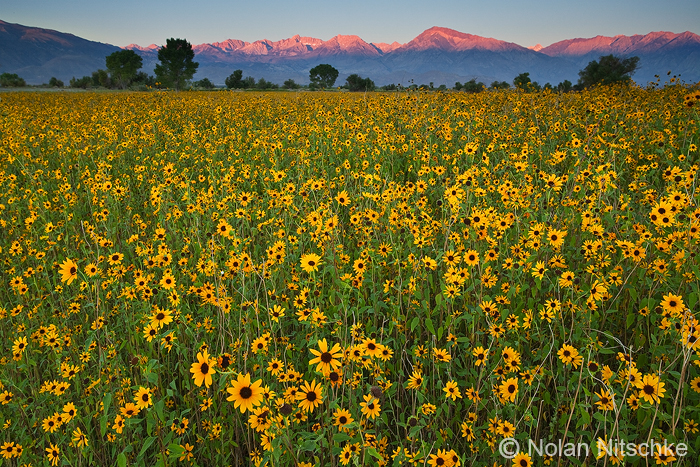 Sierra Sunflower Sunrise