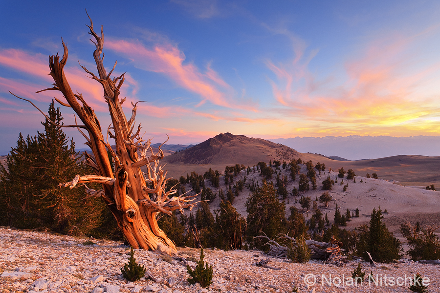 Ancient Bristlecone Sunset