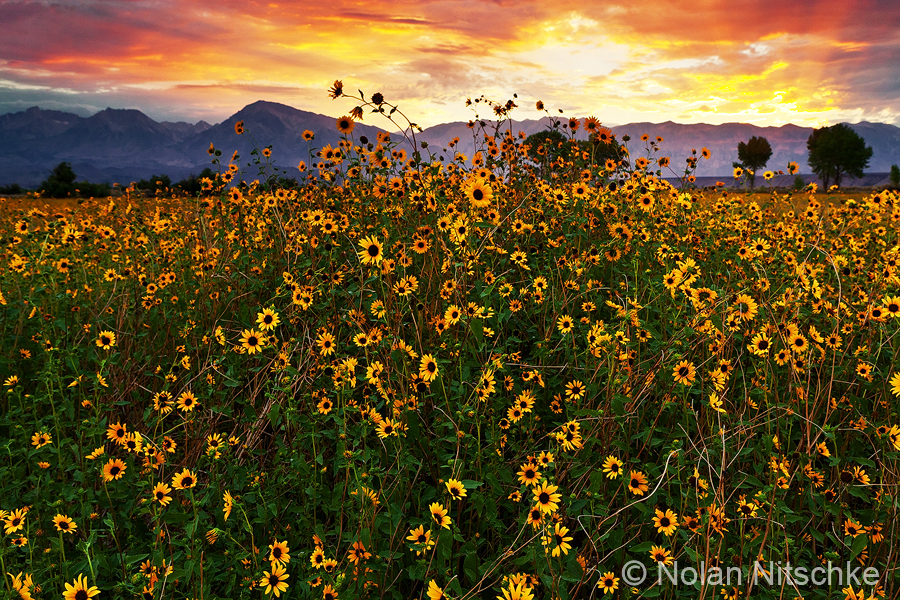 Sierra Sunflower Sunset