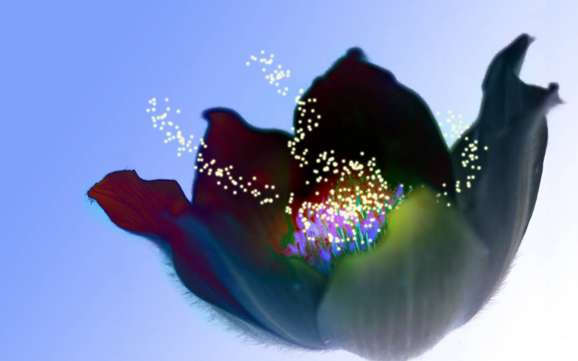 Inverted Rose Flower inverted flower by Lezoreole on DeviantArt