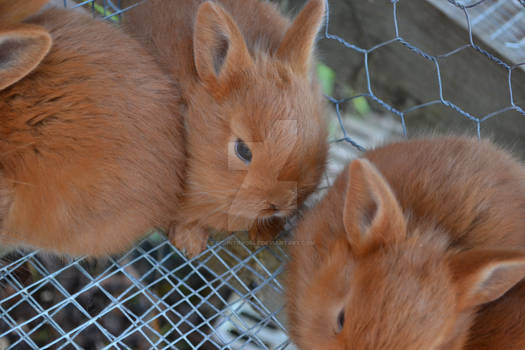 Baby Bunnies