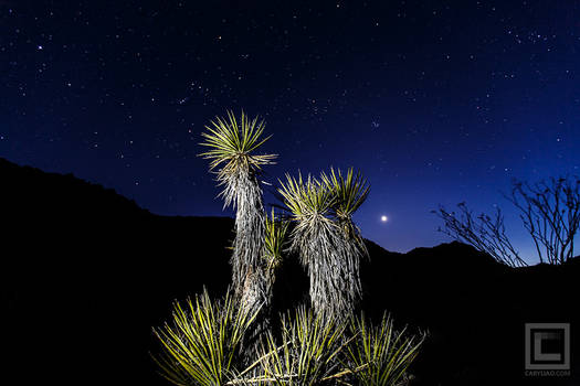 Stars at Joshua Tree National Park