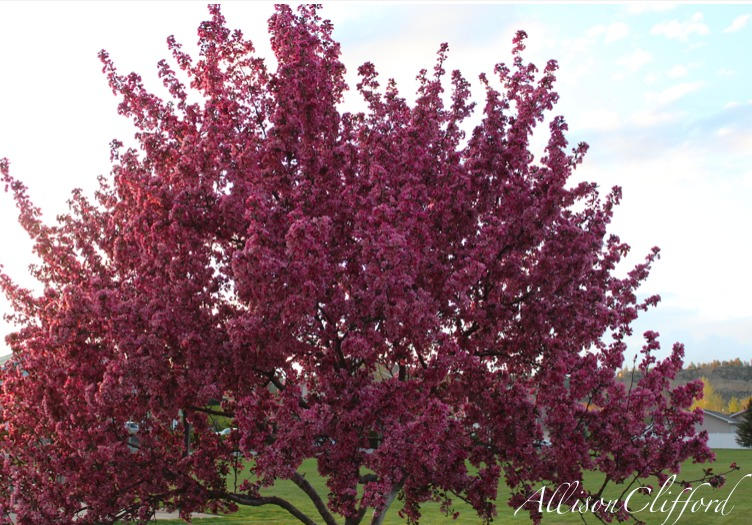 Pink Tree by JackSkellington28 on DeviantArt