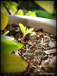 Seedling