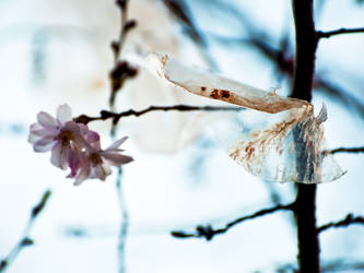 Plastic in Tree