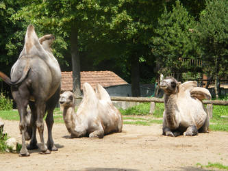 Kaunas Zoo 1