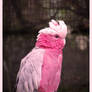 galah cockatoo