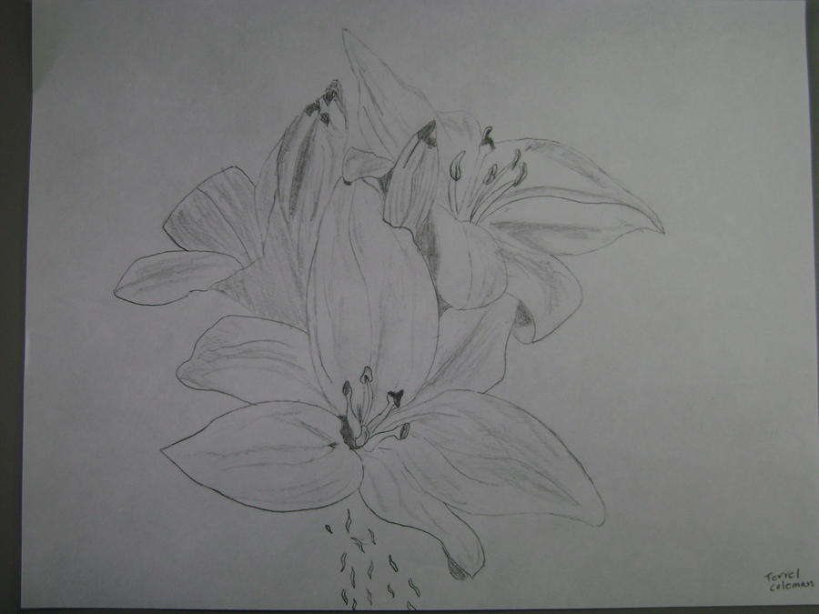 Lily Sketch day 1