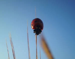 ladybird 4